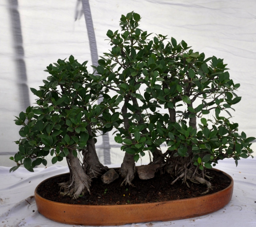Get Much Information: Bonsai Trees & Plants