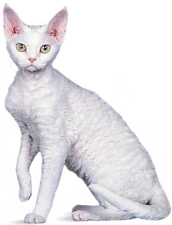 Devon+rex+kittens+california