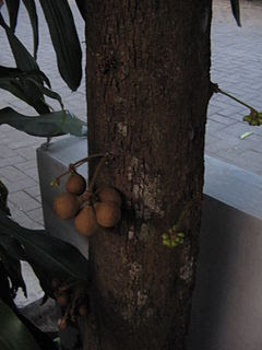 Buah Burahol, buah kepel yang langka