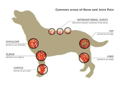 What To Give A Older Dog For Stiff Joints What To Give A Older Dog For Stiff Joints