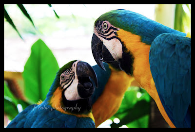 சிங்கப்பூர் பறவைகள் பூங்கா புகைப்படங்கள் -(BIRD PARK SINGAPORE) -Part-1 IMG_4345-1