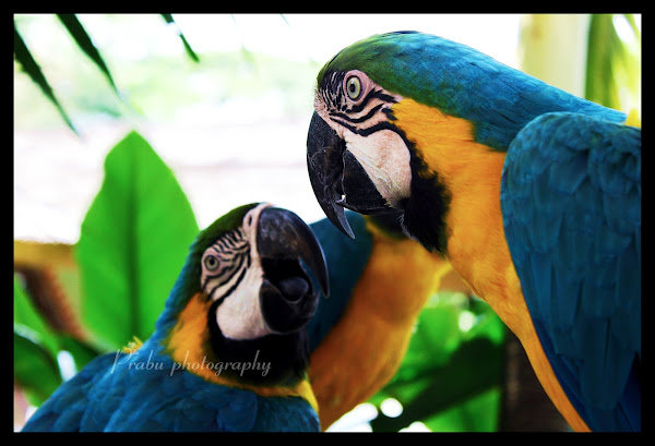 பறவைகள் பூங்கா புகைப்படங்கள் -சிங்கப்பூர் (BIRD PARK SINGAPORE) -Part-1  IMG_4345-1