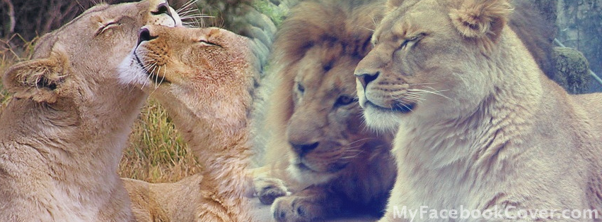 Lion Facebook Covers - Facebook Covers, FB Cover, Facebook Profile Covers