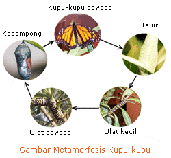 Dari Biologi Oleh Biologi Dan Untuk Biologi 11 13 12