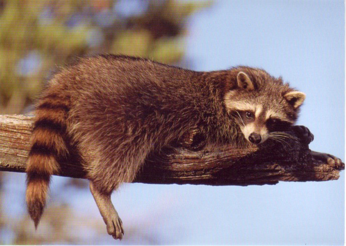 On A Limb