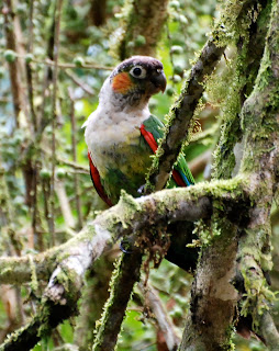 White-Breasted Parakeet, Pyrrhura albipectus, Podocarpus National Park, Ecuador