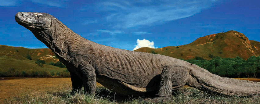 Gambar-gambar Komodo