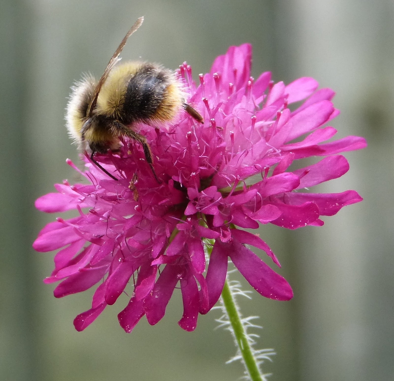These Boots.... A busy day at the nectar bar