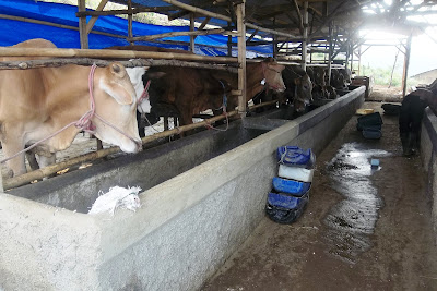 harga sapi qurban kurban kambing 2013 kandang b harga sapi qurban kurban kambing 2013 kandang b