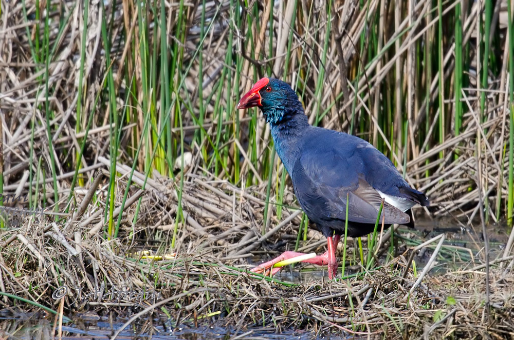 Calamon, Porphyrio porphyrio, Purple Swamphen Calamon, Porphyrio porphyrio, Purple Swamphen