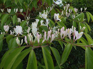 Lonicera Fragrantissima Arbustes A Fleurs Fleur Liste Arbuste