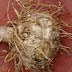 Ramuan Obat Herbal Sakit Kuning