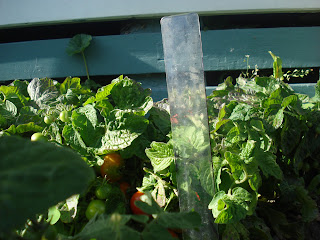 Tomatoe plants grown by Matt and Neo Smyth in Christchurch