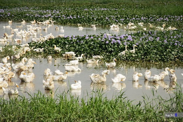 [Image: ngam-tham-hoa-luc-binh-tren-dong-que-8.jpg]