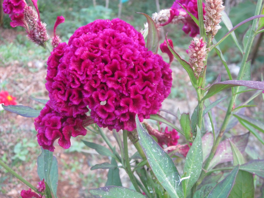 NATURE'S BEAUTY Velvet Flower