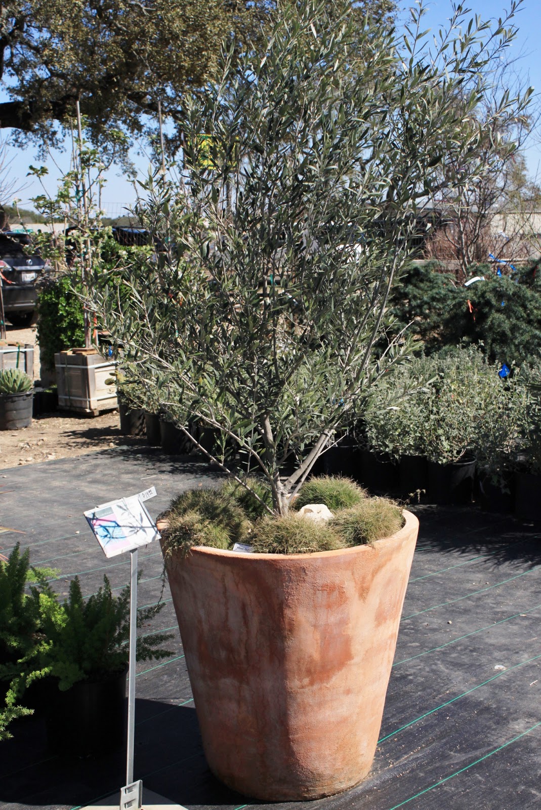 RockOakDeer Visiting Vivero Growers