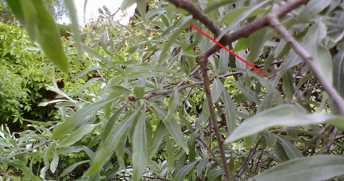 Rachel the Gardener Pruning a weeping pear/willow