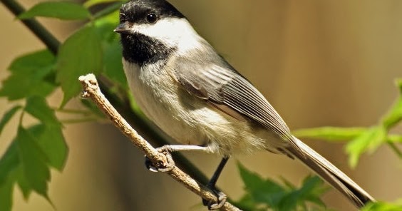 wild birds unlimited photo share black capped chickadee wild birds unlimited photo share black capped chickadee