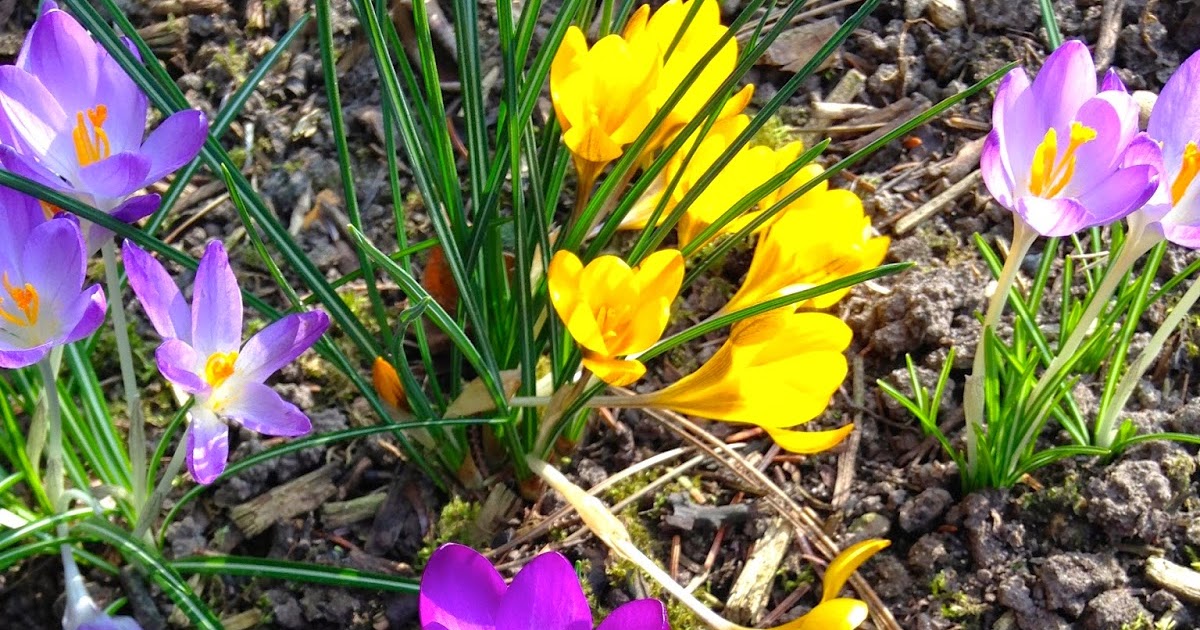 Kleiner Garten - Große Erträge - Selbstversorgung im Garten: Bau der