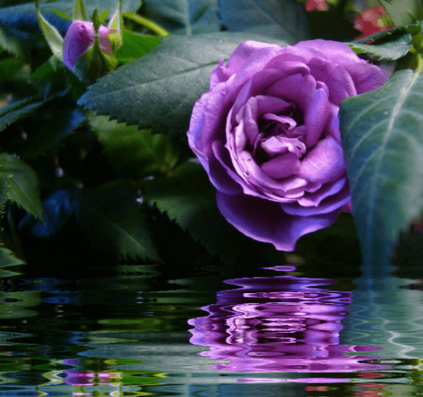 EVIDÊNCIAS... Rosas,imagens com movimentos