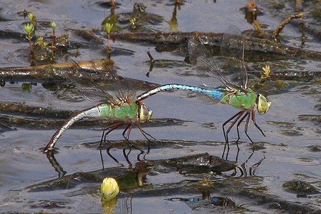 Dragonflies+life+cycle