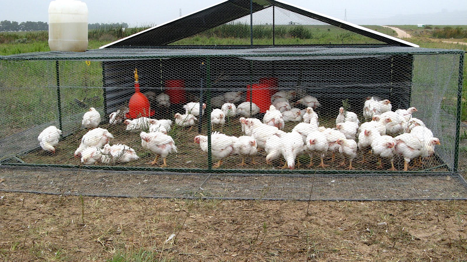 Raising free-range chickens commercially picture