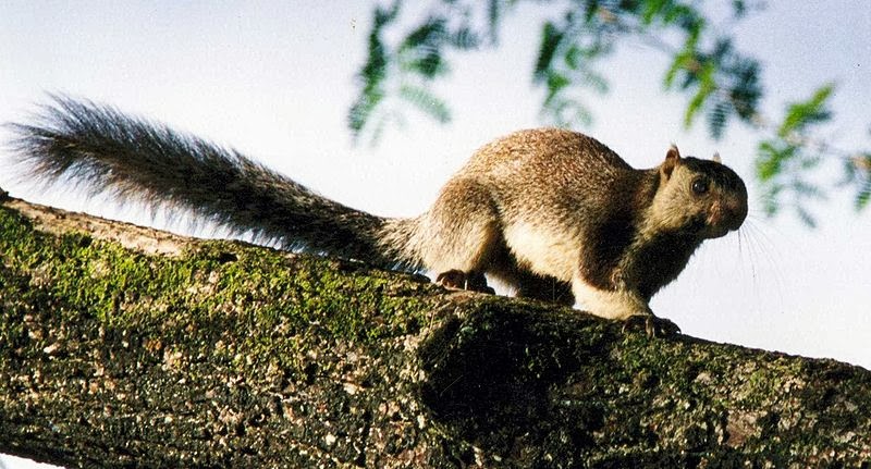 Grizzled Giant Squirrel Diet In The Wild