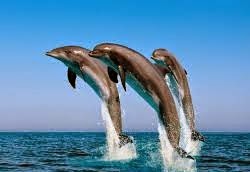 Dolphin Dolphin
