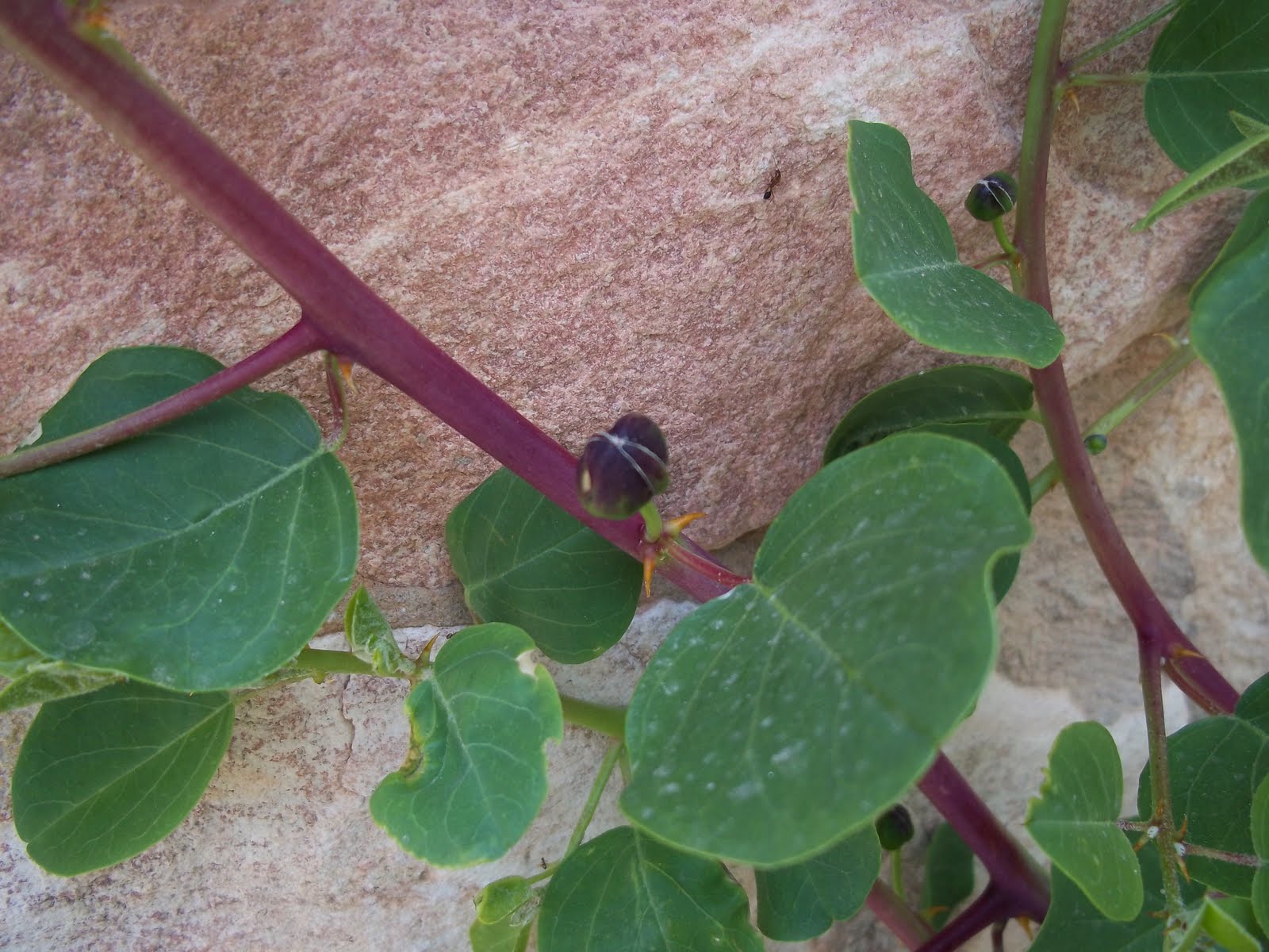 Homemade Pickled Capers, Caper Leaves, and Caper Berries Penniless
