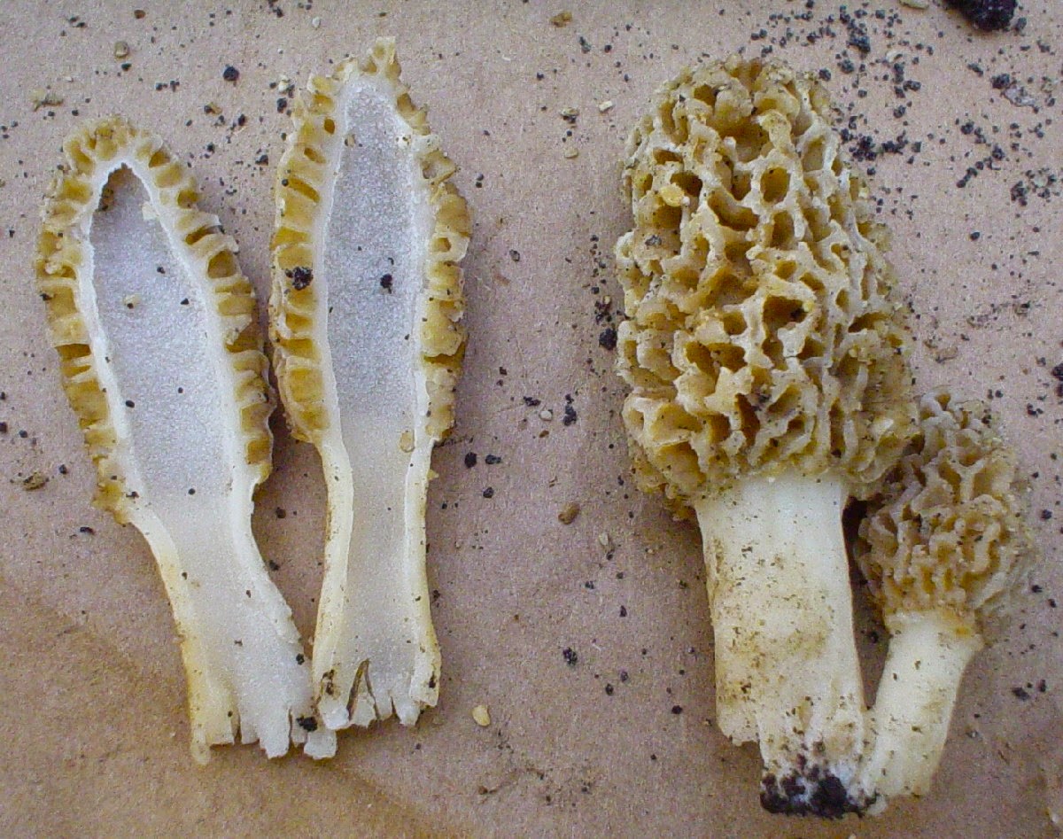 Springfield Plateau Morel? True or False