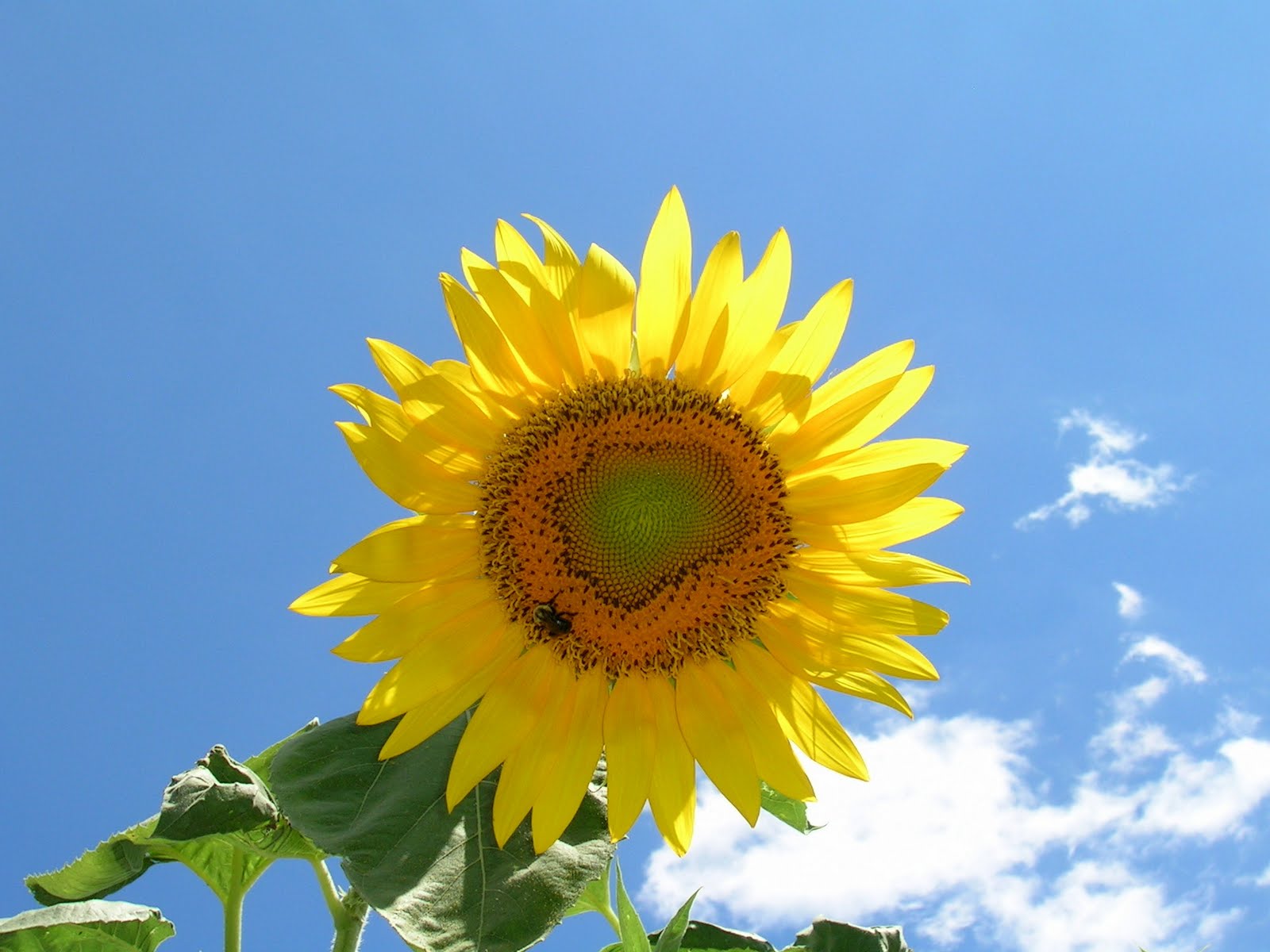 animalfriendly eating sunflower with multiple blooms