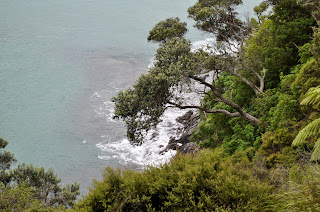 végétation subtropicale matapouri whale bay