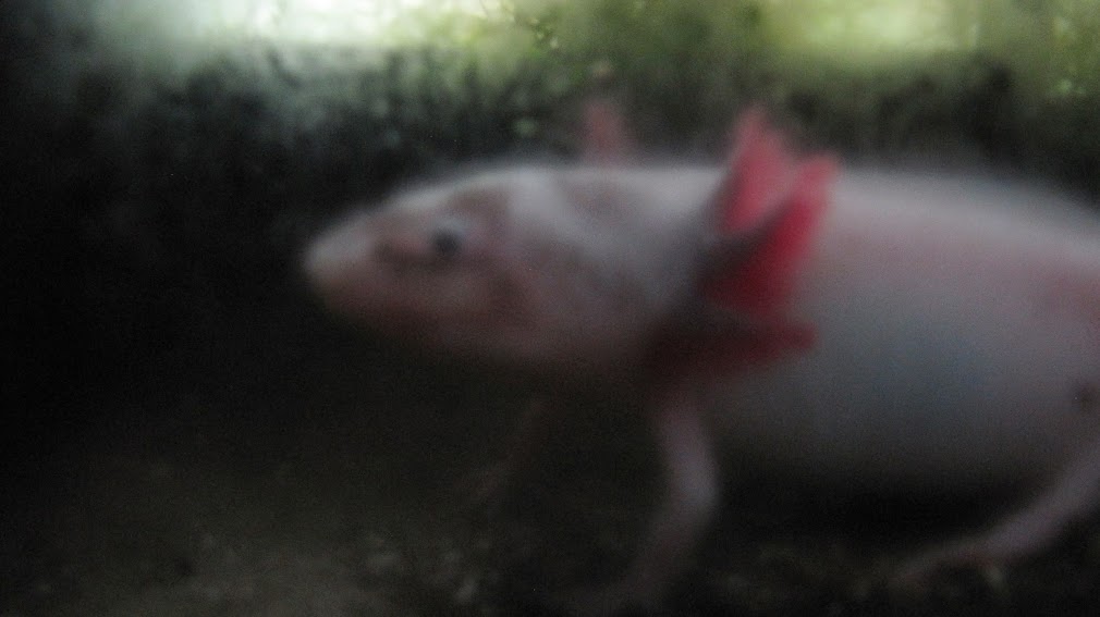 axolotl new zealand north island wwoof workaway