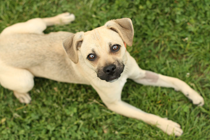 pug mastiff mix boxer mix bullmastiff cake ideas and designs pug mastiff mix boxer mix bullmastiff cake ideas and designs