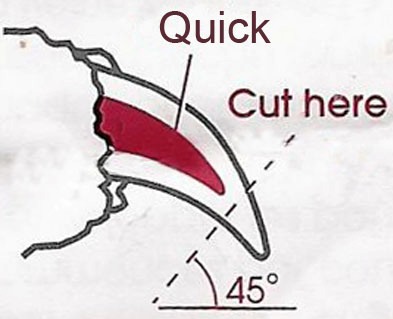 Image result for cut to the quick