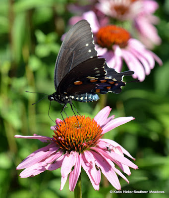 Southern Meadows: Exploding Echinacea & Other Pillars of our Summer Garden