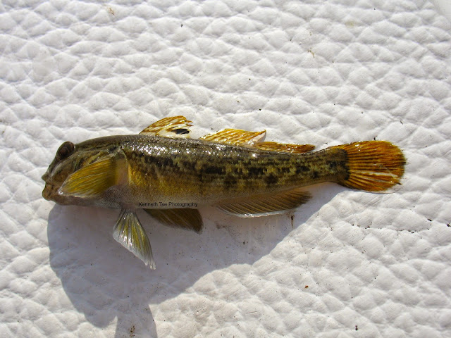 [Image: IMG_1587_post.jpg]