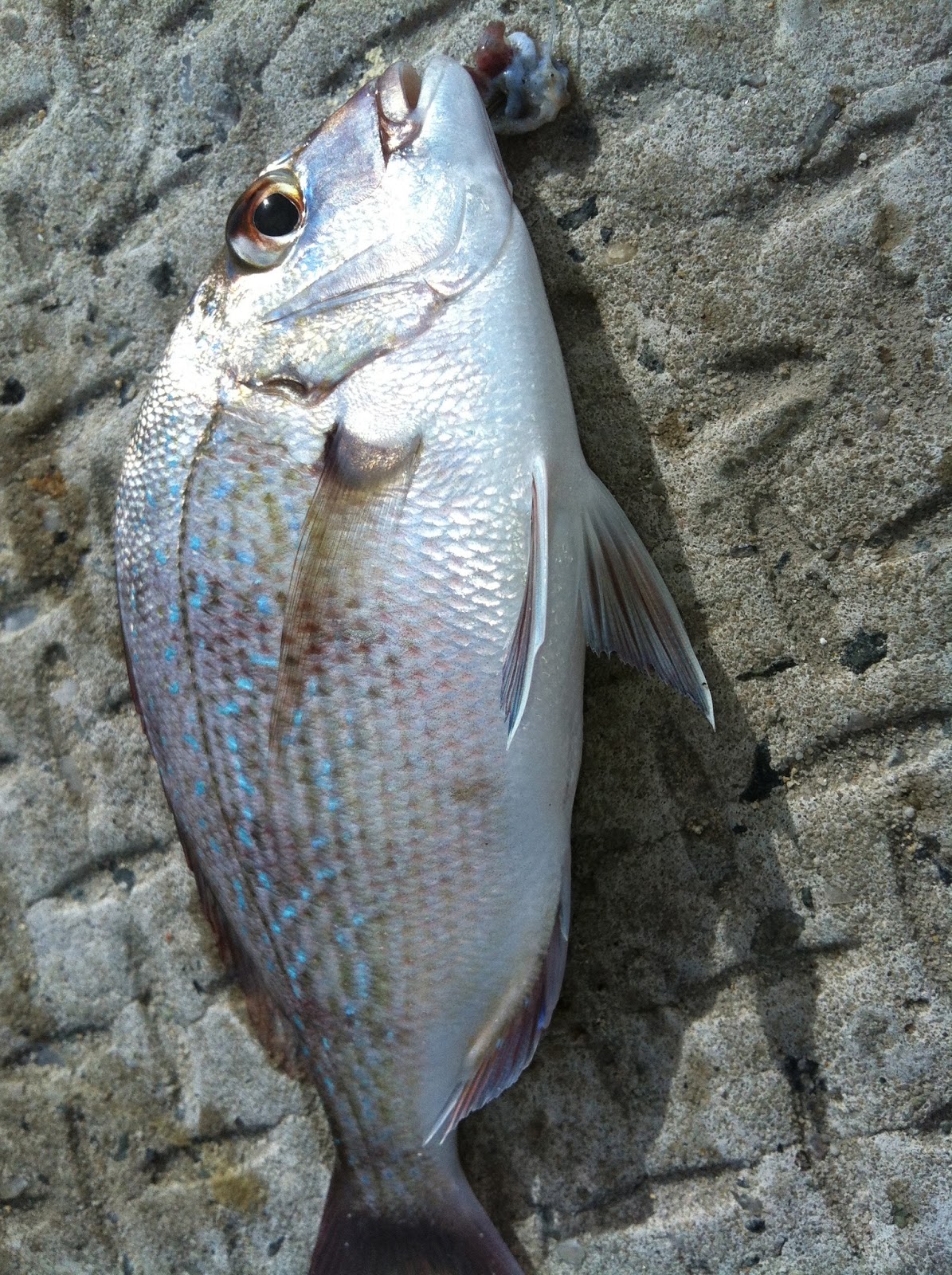 What Fish Can You Catch At Woodman Point at Laurie Reed blog