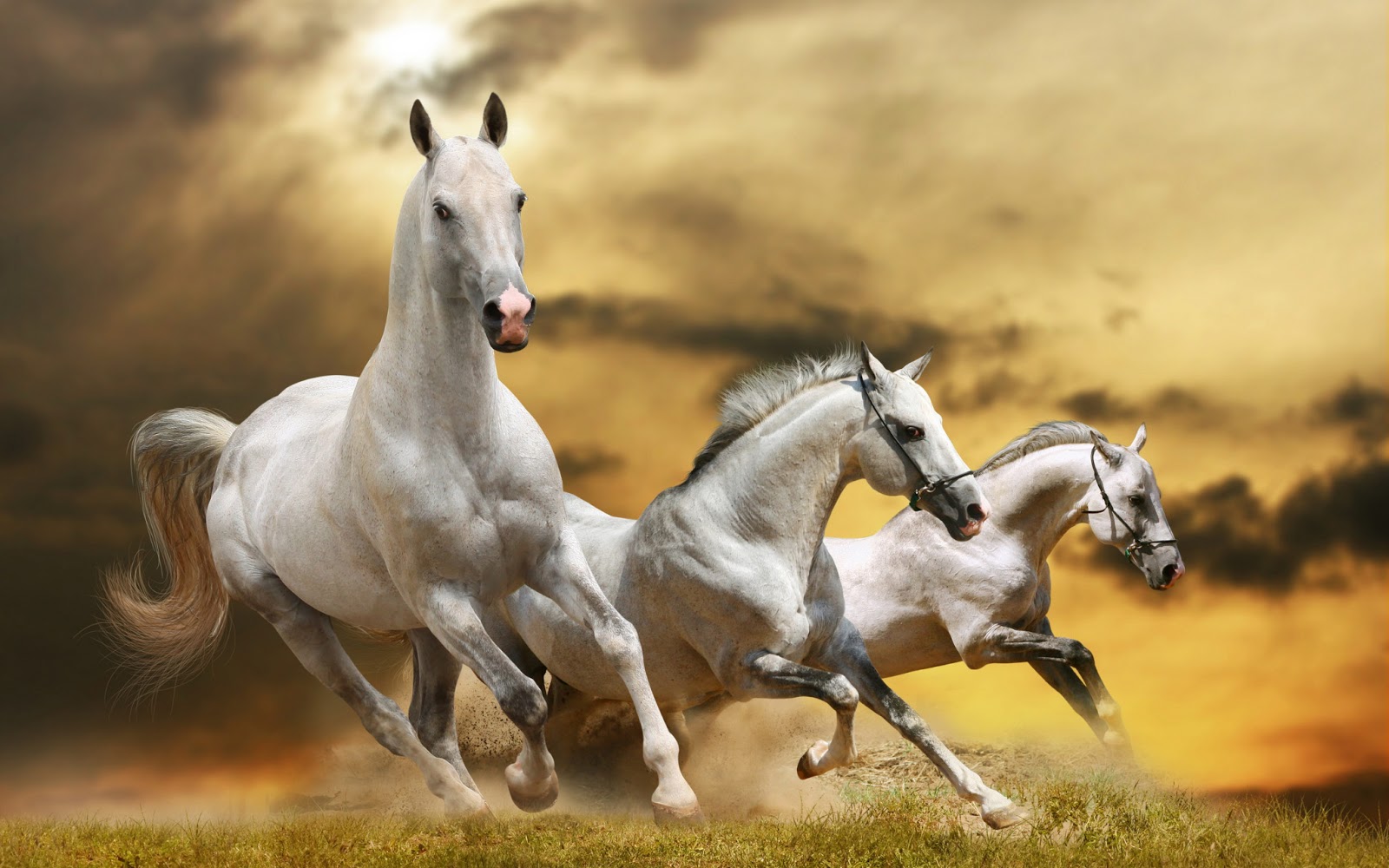Horse Running White Horses Horse Running White Horses