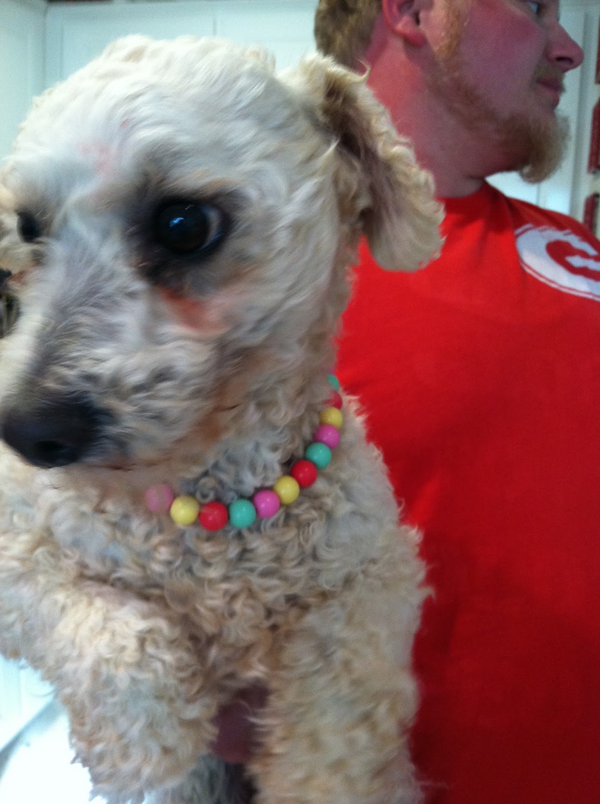 poodle makeover