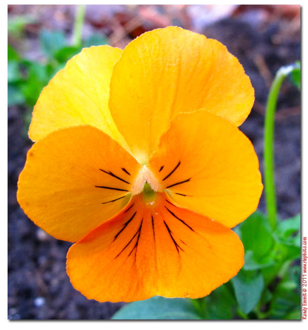 Randy & Meg's Garden Paradise Fall bees and violas planted