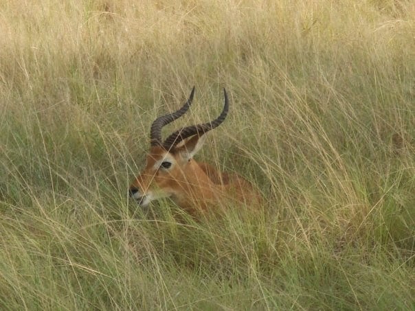 Wildlife QENP