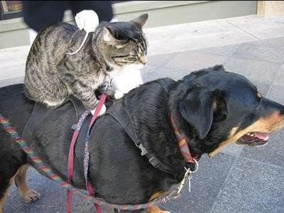 Funny DOG Pictures