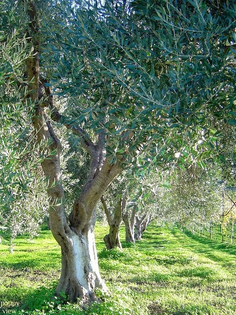 Olive Tree Chivalry