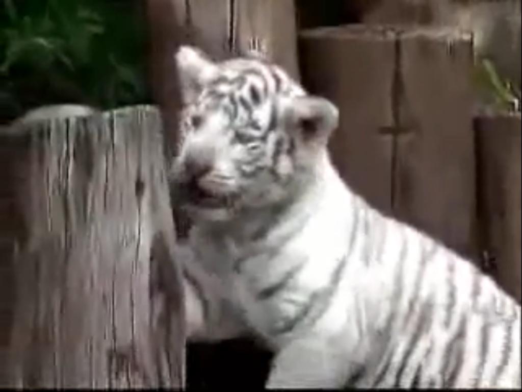 ENCYCLOPEDIA OF ANIMAL FACTS AND PICTURES WHITE TIGER