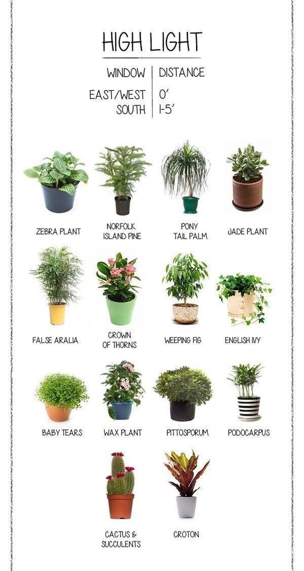 La Maison Boheme House Plants Heal
