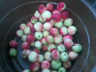 image of peaches in a bucket image of peaches in a bucket