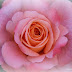 Im Banne der Rose