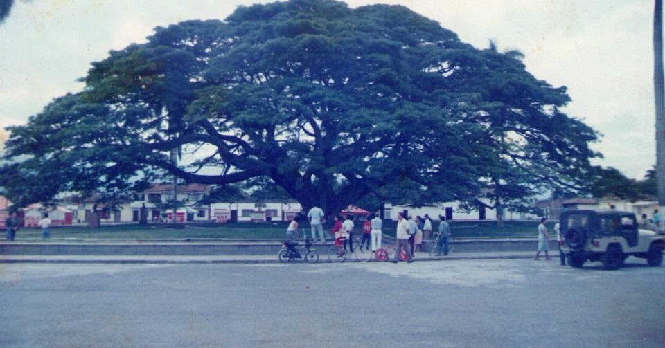 Lo que el árbol se llevó Carreta Pura