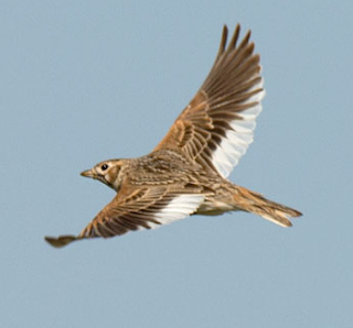 Suara burung White winged lark untuk pancingan branjangan Suara burung White winged lark untuk pancingan branjangan